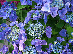 Hydrangea macrophylla, Bauernhortensie