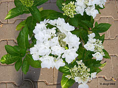 Hydrangea macrophylla, Bauernhortensie