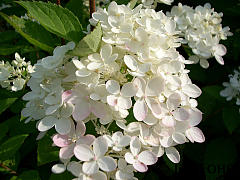 Hydrangea paniculata 'Bobo'®, Rispenhortensie 'Bobo'®