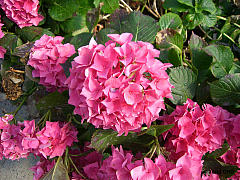 Hydrangea macrophylla Endless Summer® 'The Bride', Ballhortensie Endless Summer® 'The Bride'