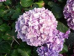 Hydrangea macrophylla Endless Summer® 'The Bride', Ballhortensie Endless Summer® 'The Bride'