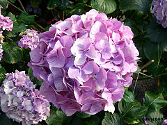 Hydrangea macrophylla Endless Summer® 'The Bride', Ballhortensie Endless Summer® 'The Bride'