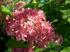 Hydrangea arborescens 'Invincibelle'®, Ballhortensie 'Invincibelle'®