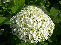 <tmpl_var article_image3_description | HTML >