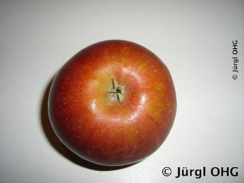 Malus 'Cox Orange Renette', Winterapfel 'Cox Orange Renette'