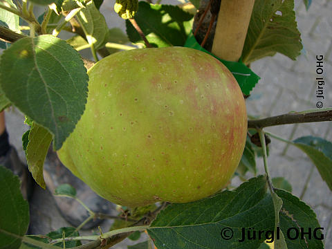 Malus 'Elstar'®, Herbstapfel 'Elstar'®