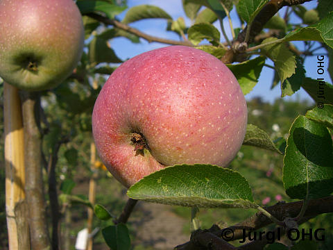 Malus 'Florina'®, Apfel 'Florina'®