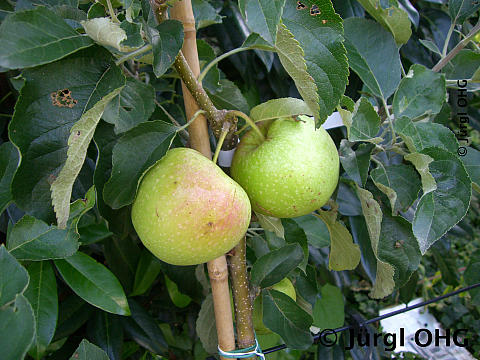 <tmpl_var article_image_description | HTML >