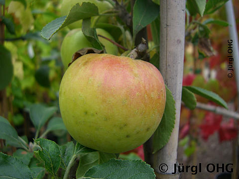 Malus 'Rebella'®, Herbstapfel 'Rebella'®