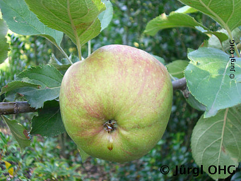 Malus 'Roter Boskoop', Winterapfel 'Roter Boskoop'