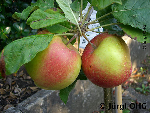 Malus 'Santana'(S), (Allergieapfel) Herbstapfel 'Santana'(S)