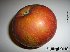 <tmpl_var article_image2_description | HTML >