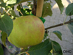 Malus 'Elstar'®, Herbstapfel 'Elstar'®