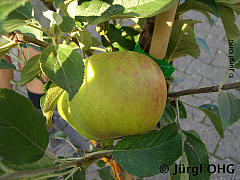 Malus 'Elstar'®, Herbstapfel 'Elstar'®