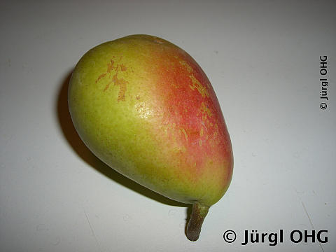 Pyrus communis 'Frühe aus Trévoux', Sommerbirne 'Frühe aus Trévoux'