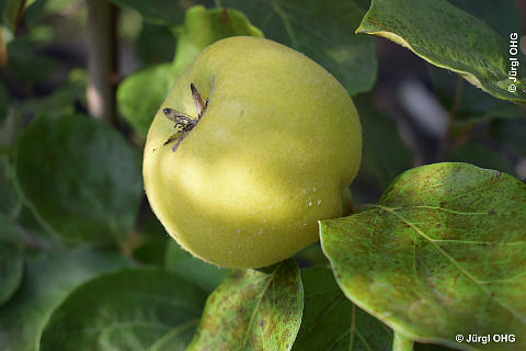 Cydonia oblonga, Konstantinopeler Apfelquitte