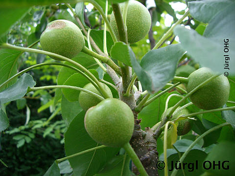 Pyrus pyraster 'Nijisseiki', Birne Nashi 'Nijisseiki'