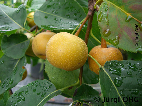 Pyrus pyraster 'Kosui', Birne Nashi 'Kosui'