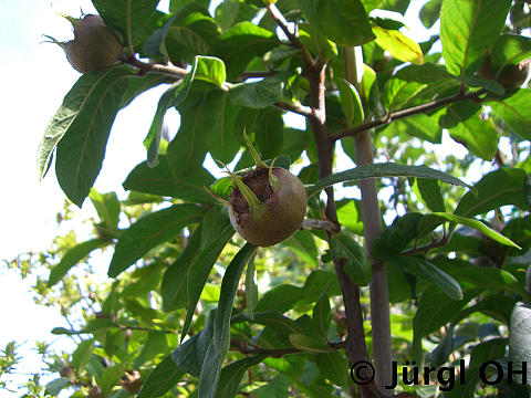 Mespilus germanica 'Holländische', Mispel 'Holländische'