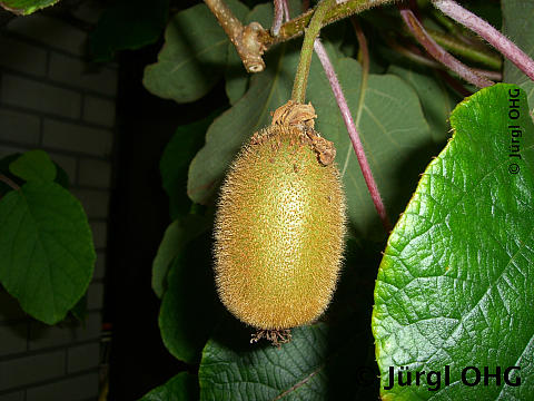 Actimidia deliciosa 'Hayward', Kiwi 'Hayward'