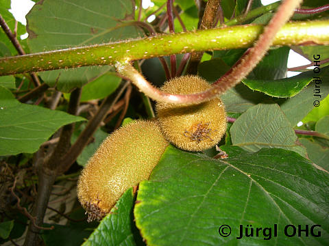 Actimidia deliciosa 'Jenny'/ 'Yennie', Kiwi 'Jenny'/ 'Yennie'