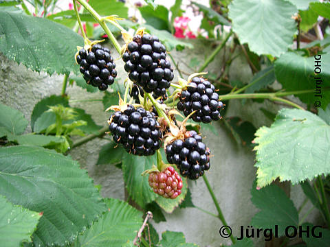 Rebus fruticosus 'Loch Ness'®, Brombeere 'Loch Ness'®