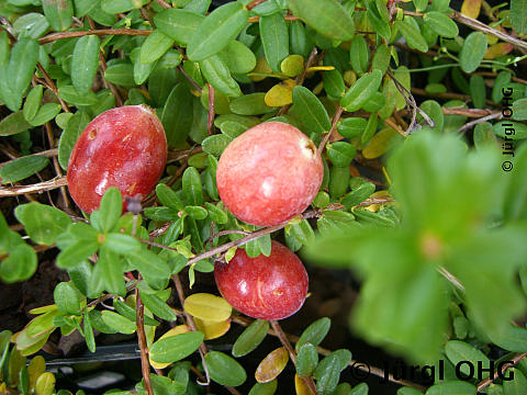 Vaccinium macrocarpon Cranberry 'Pilgrim', Moosbeere 'Pilgrim'