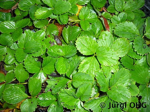 Fragaria 'Dr. Bauer's® Florika'®, Erdbeerwiese 'Dr. Bauer's® Florika'®