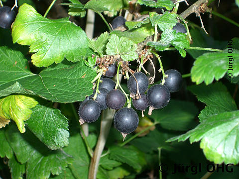 Ribes nigrum 'Dr. Bauer's® Ometa'®, schwarze Johannisbeere 'Dr. Bauer's® Ometa'®
