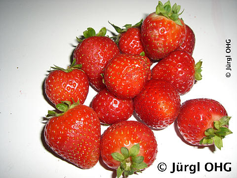 Fragaria x ananassa 'Senga Sengana'®, Gartenerdbeere 'Senga Sengana'®