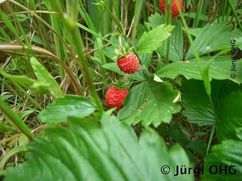 Fragaria vesca Walderdbeee