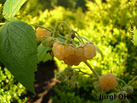 Rubus idaeus 'Golden Queen'®, gelbe Himbeere 'Golden Queen'®