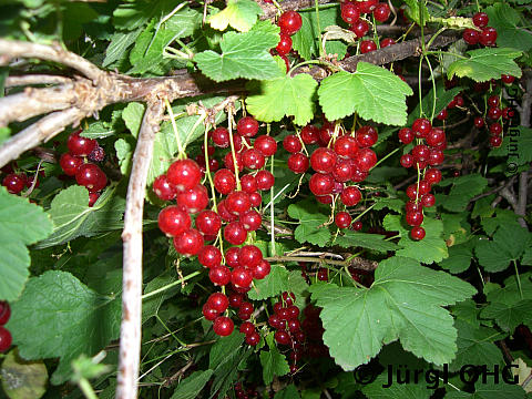 Ribes rubrum 'Rovada', rote Johannisbeere 'Rovada'