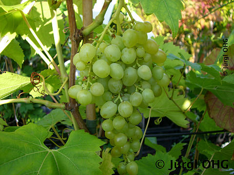 Vitis 'Lakemont'®, kernarme, hellgrüne Weintraube 'Lakemont'®