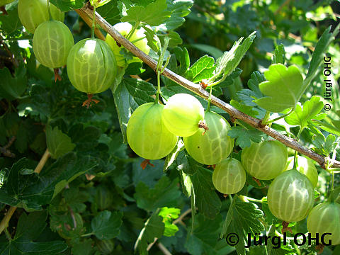 Ribes uva-crispa 'Invicta', hellgrüne Stachelbeere 'Invicta'