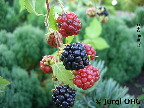 Rubus fruticosus x idaeus Taybeere, Brombeerkreuzung Tayberry