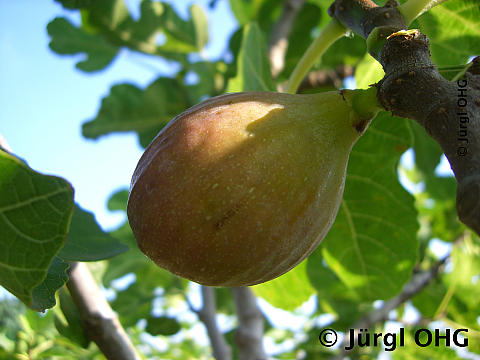 Ficus carica 'Violetta'®, Bayernfeige 'Violetta'®