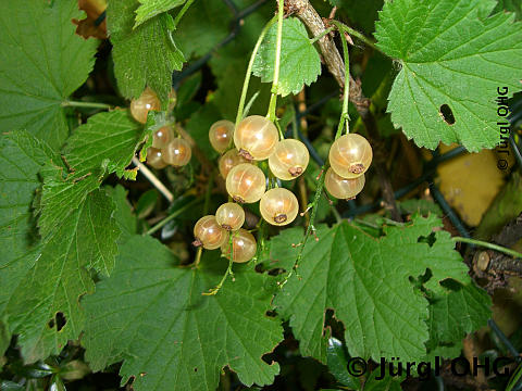 Ribes rubrum 'Weißer Versailler', weiße  Johannisbeere 'Weißer Versailler'