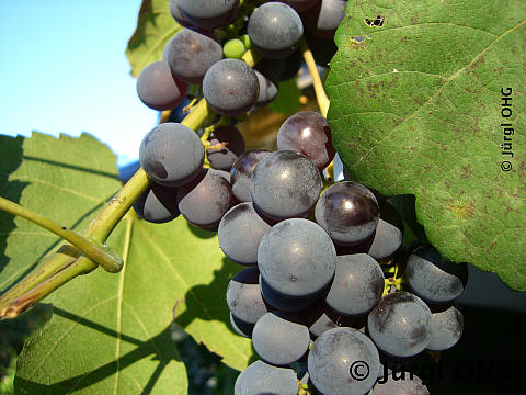 Vitis 'Blauer Muskat', blaue Weintraube 'Blauer Muskat'