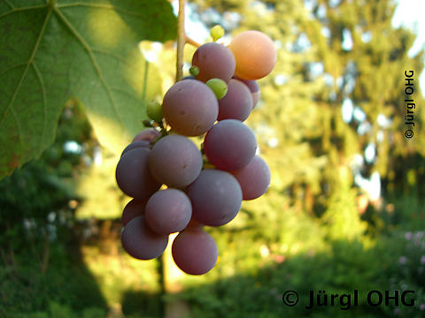 Vitis 'Vanessa'®, rosarote Weintraube 'Vanessa'®