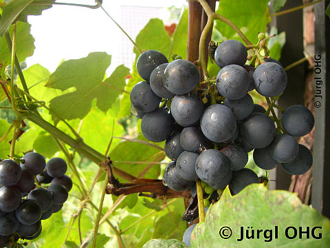 Vitis 'Venus Blau'®, Blaue Weintraube 'Venus Blau'®