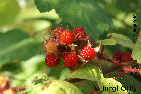 Rubus phoenicolasius, Japanische Weinbeere