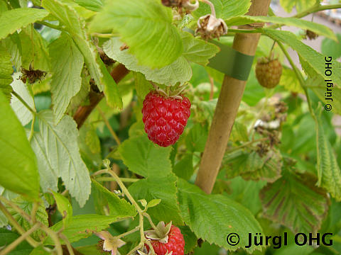 Rubus idaeus 'TulaMagic® Fruatfri®', Sommerhimbeere 'TulaMagic® Fruatfri®'