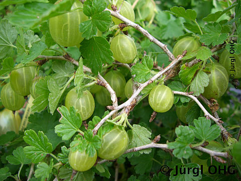 Ribes uva-crispa  'Hinnonmäki gelb', Stachelbeere 'Hinnonmäki gelb'