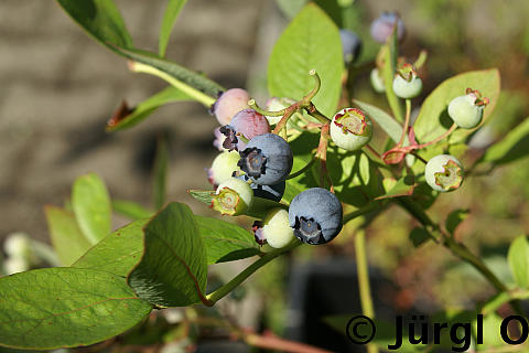 Vaccinium corymbosum 'Bluejay', Heidelbeere 'Bluejay'