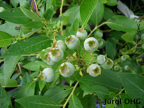 Vaccinium corymbosum 'Bluecrop', Heidelbeere 'Bluecrop'