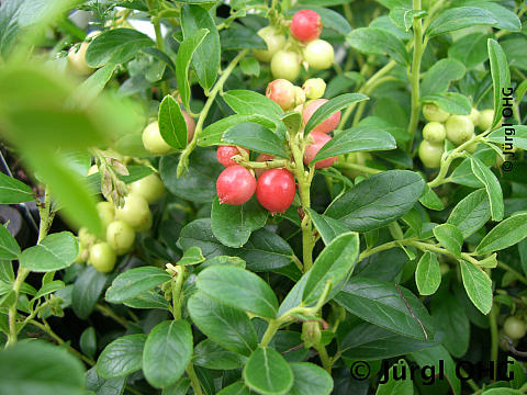 Vaccinium vitis-idaea 'Koralle', Preiselbeere 'Koralle'