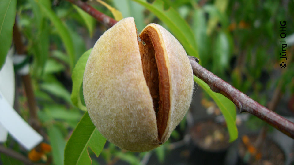 Prunus x amydalopersica 'Perle der Weinstraße', Süßmandel 'Perle der Weinstraße'