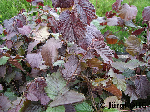 Corylus maxima 'Purpurea', Haselnuss 'Purpurea'