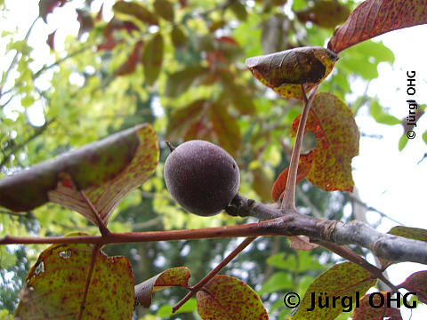 Juglans regia 'Purpurea', Wallnuss 'Purpurea'